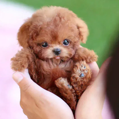 🤖🐶Nicco - My Realistic Robot Puppy